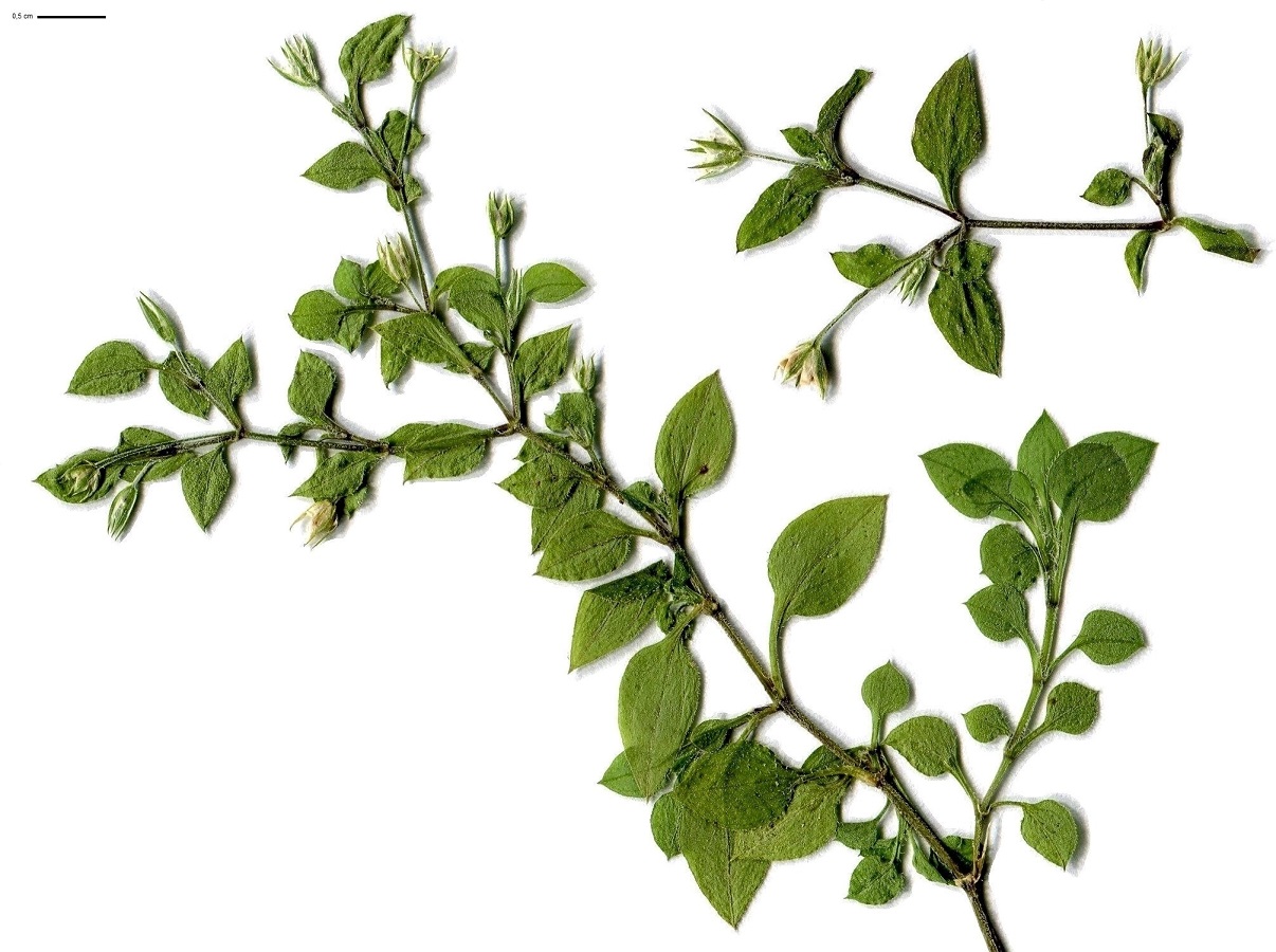 Moehringia trinervia (Caryophyllaceae)